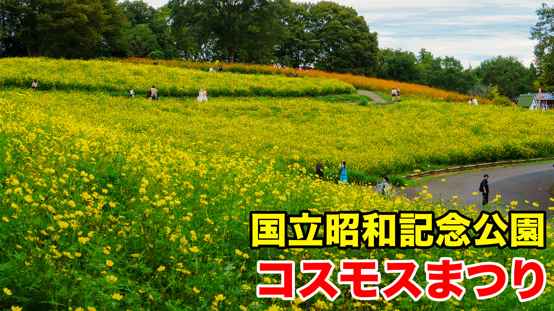 国営昭和記念公園】コスモスまつり開催中！最寄り駅・入場口とモデル