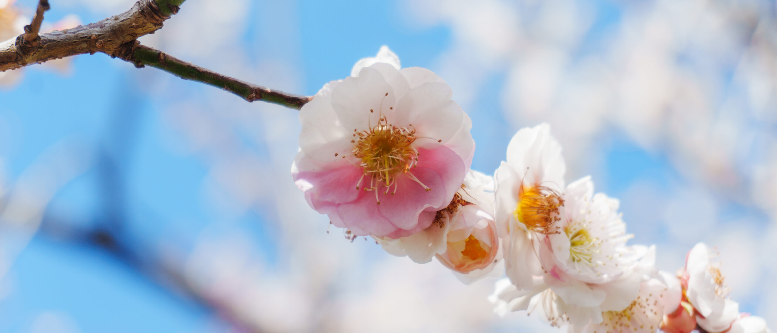 【2026年】今年は早咲き！？東京の梅の見頃はいつからいつまで？