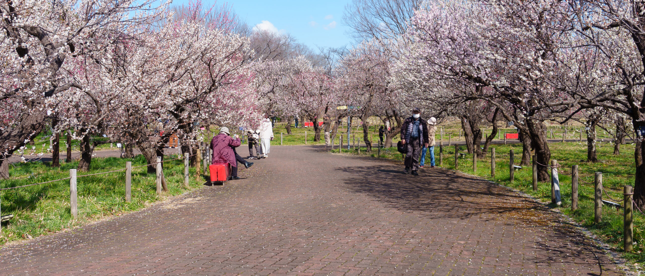 春の陽気を感じて歩く「梅見ハイキング」