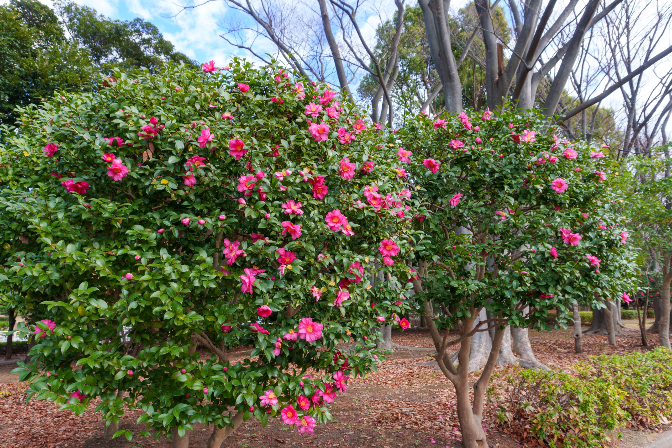 立寒椿(勘次郎)