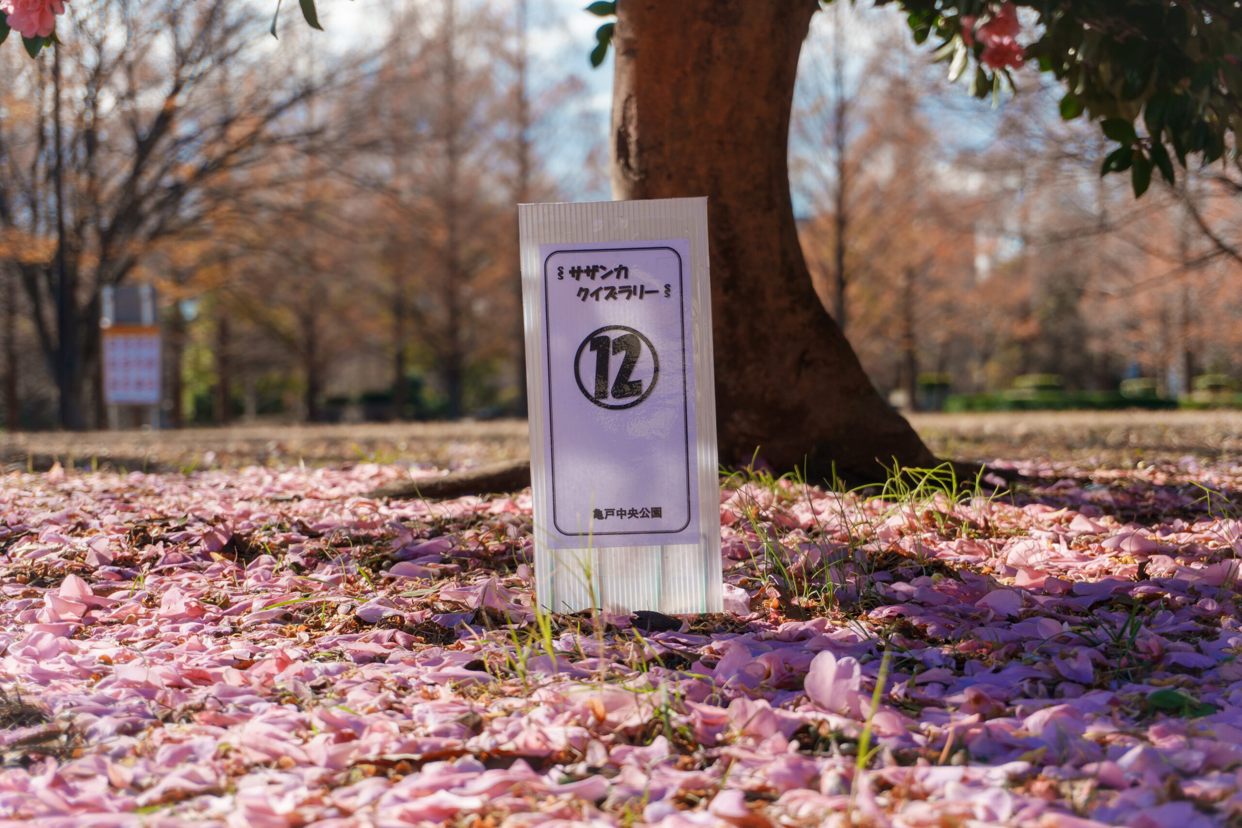 地面に敷き詰められた、昭和の栄のピンクの花びら