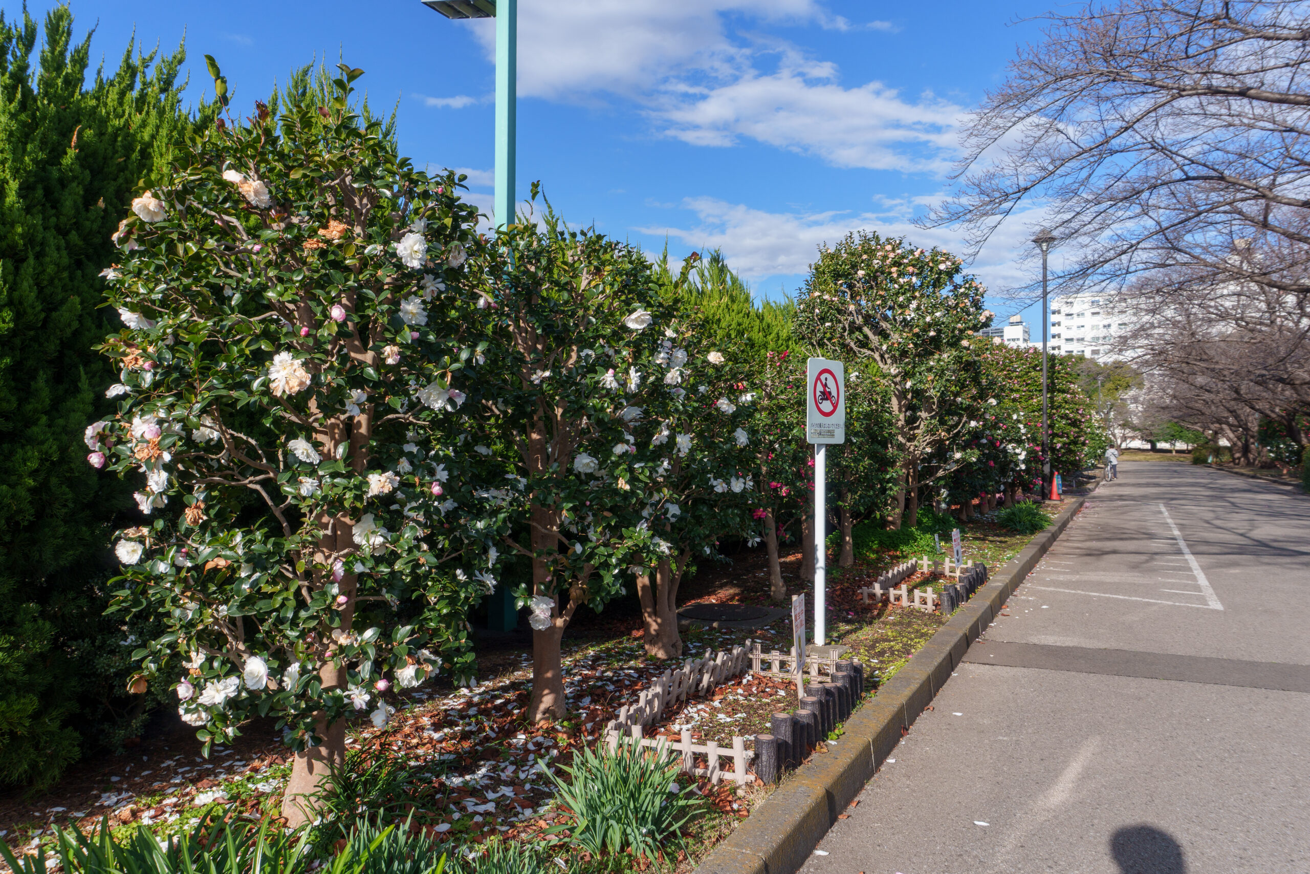 テニスコート東側のサザンカ