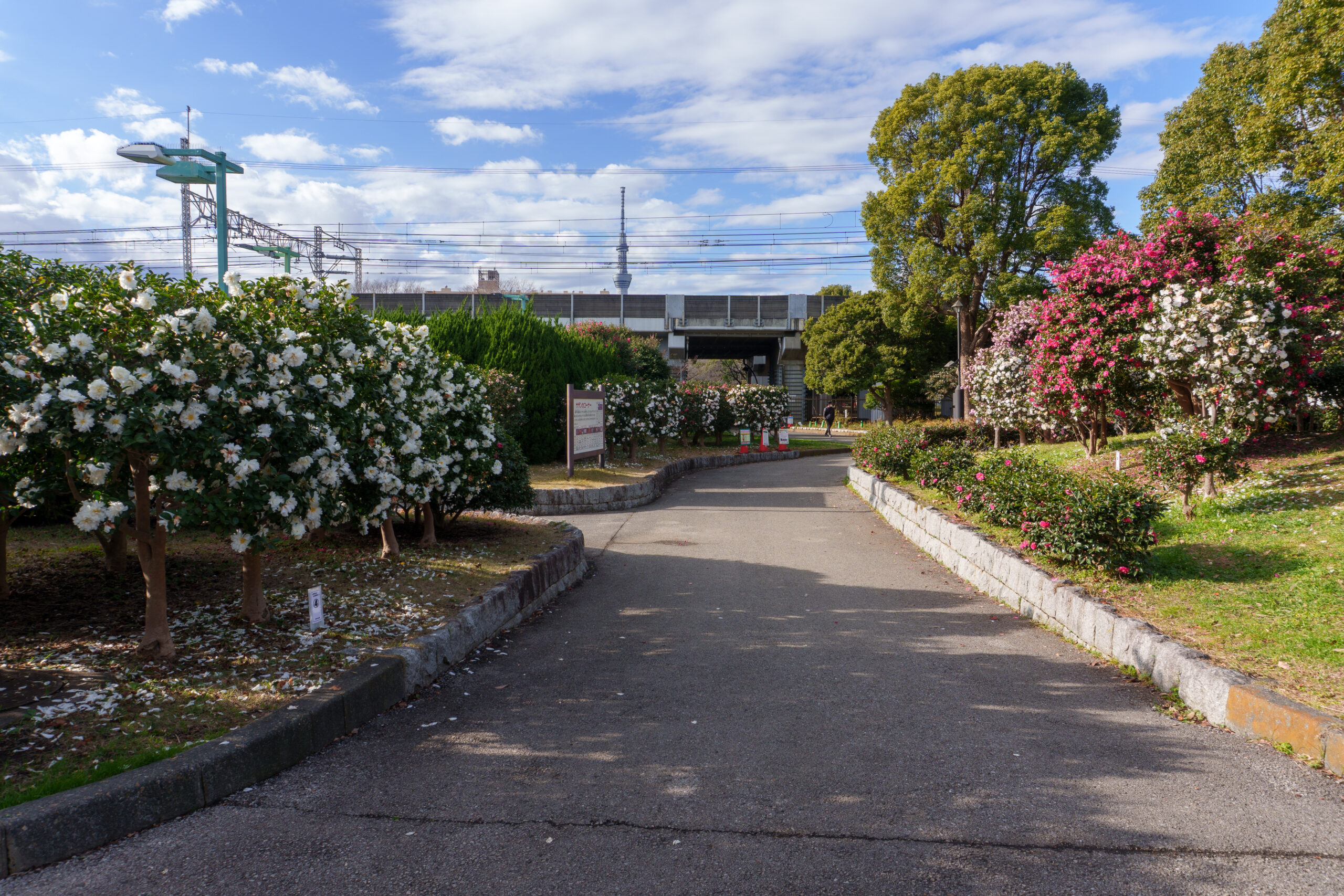 テニスコート北側エリア