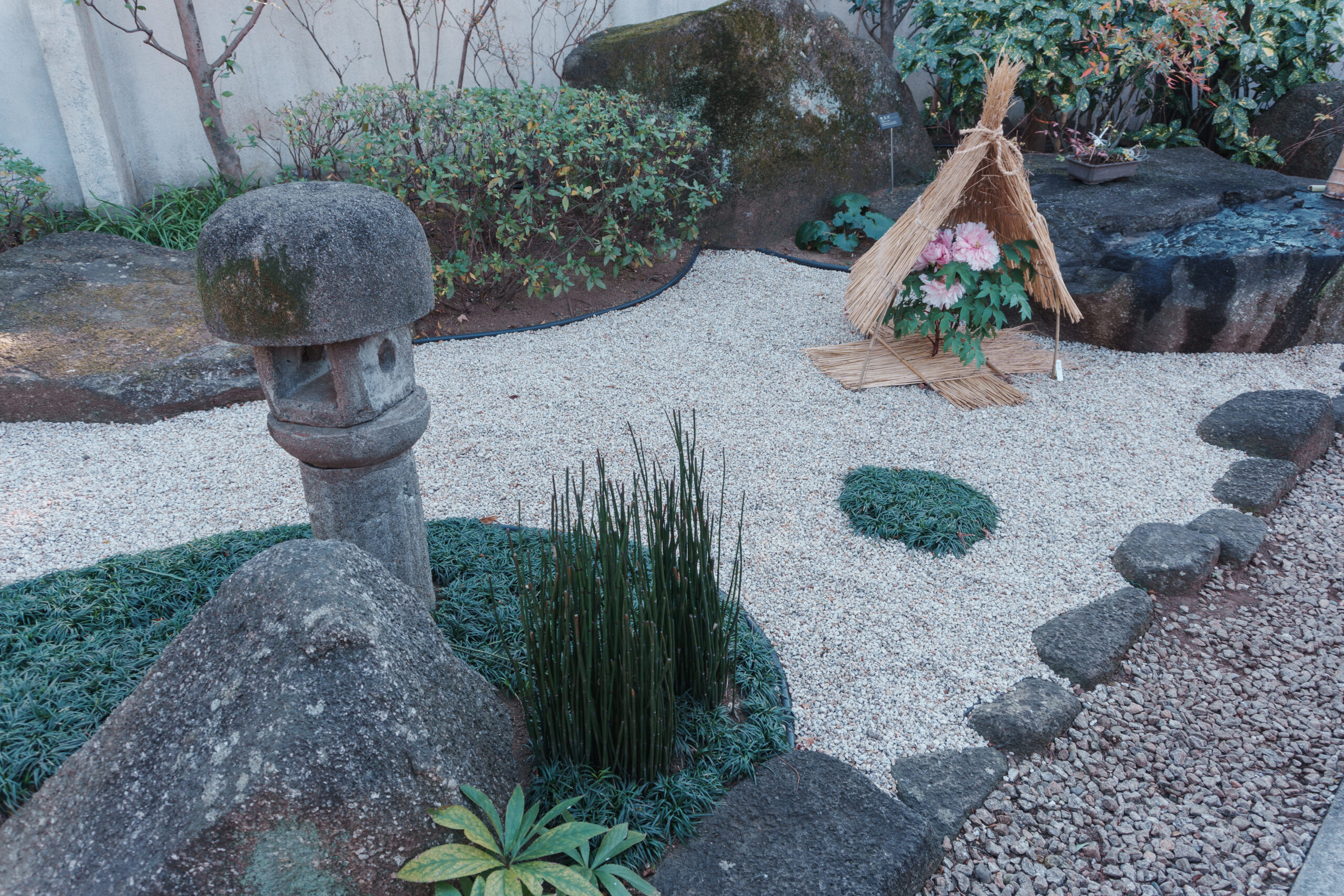 枯山水とぼたん