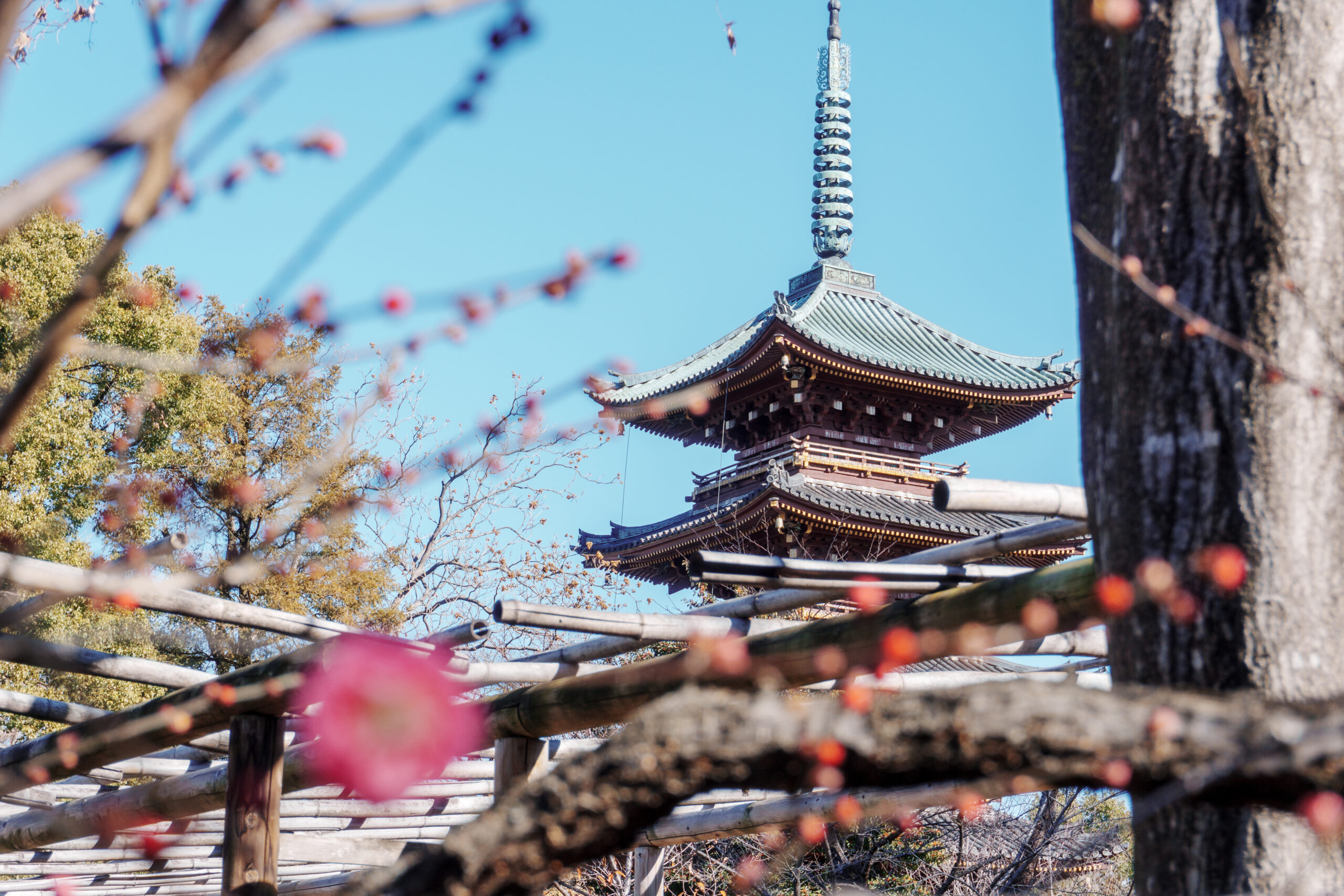 梅と五重塔