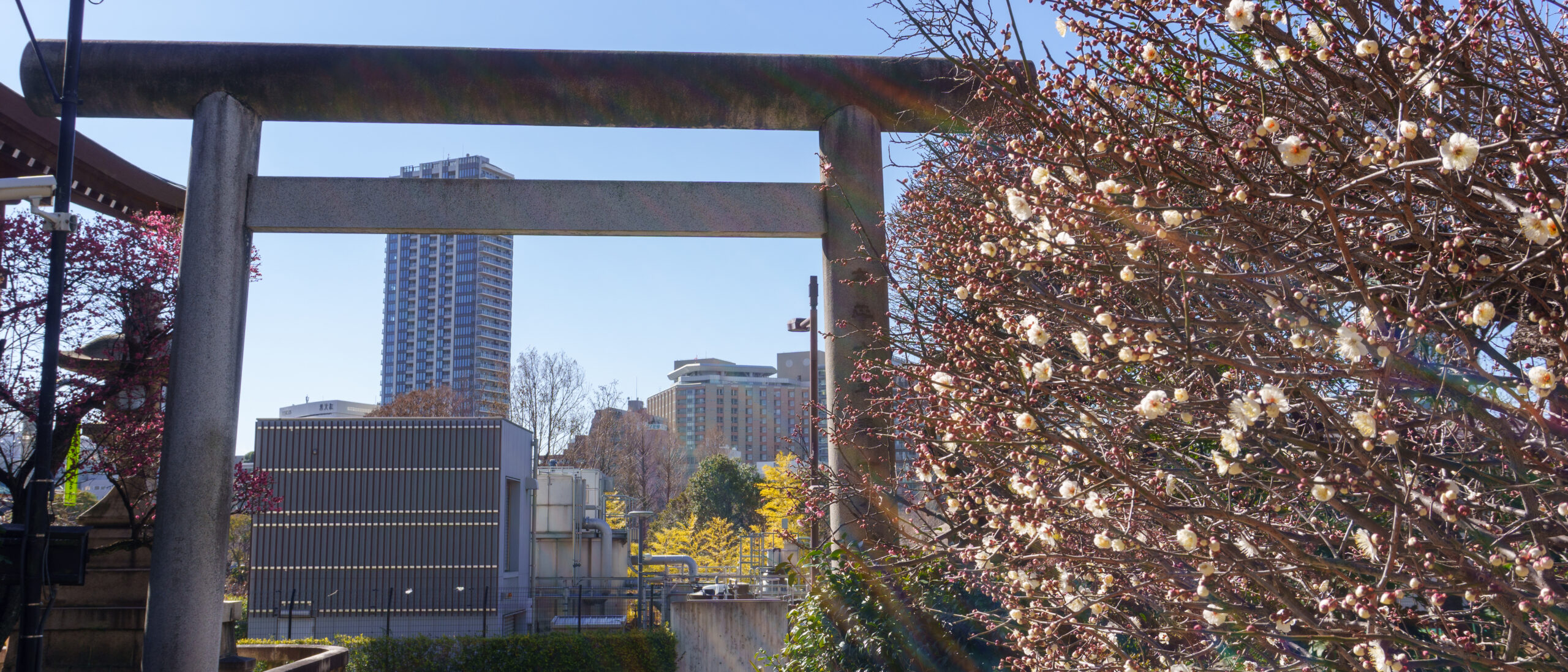 【神社仏閣】朱色の社殿と梅のコラボレーション！心安らぐパワースポット