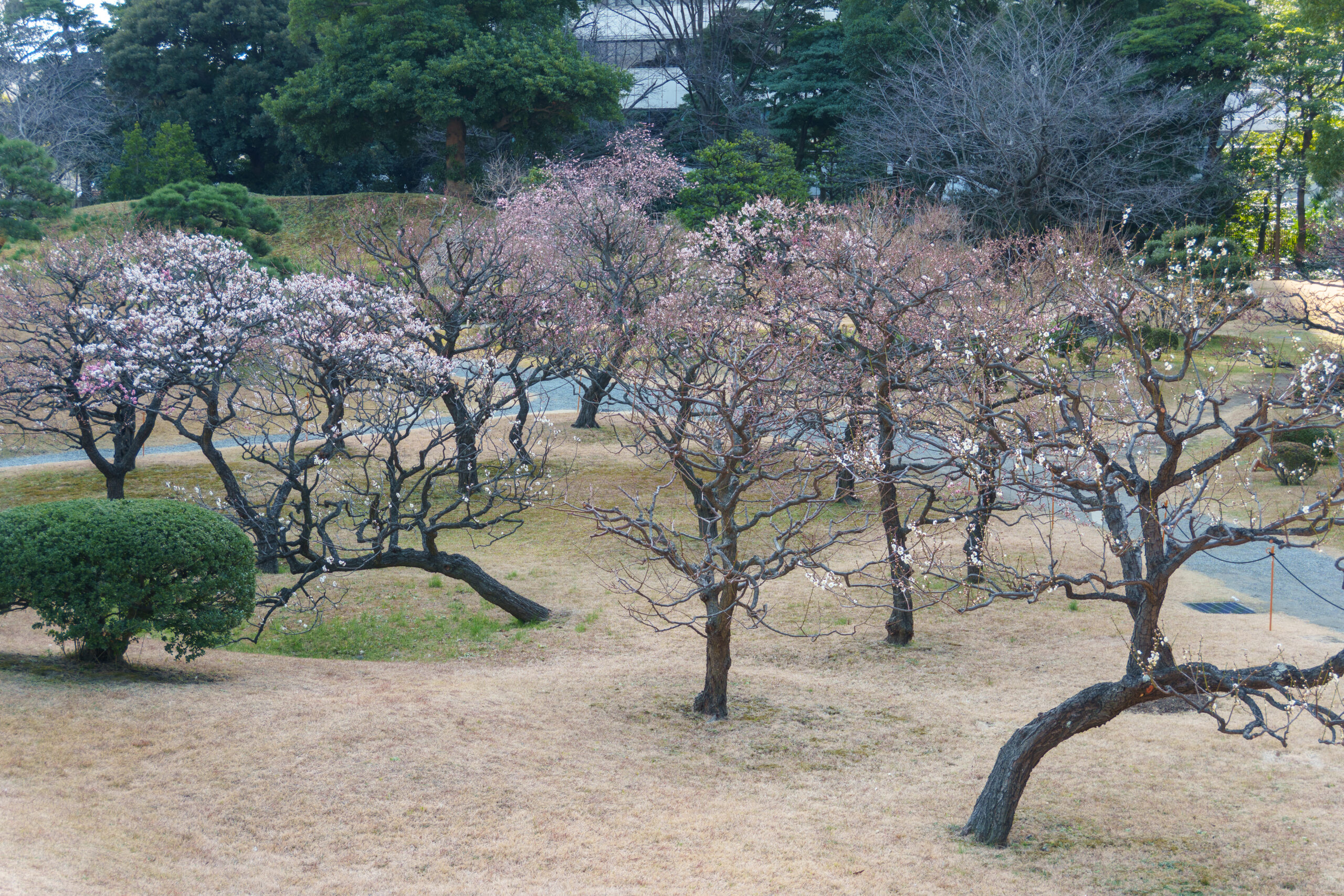 大山から見下ろした梅園