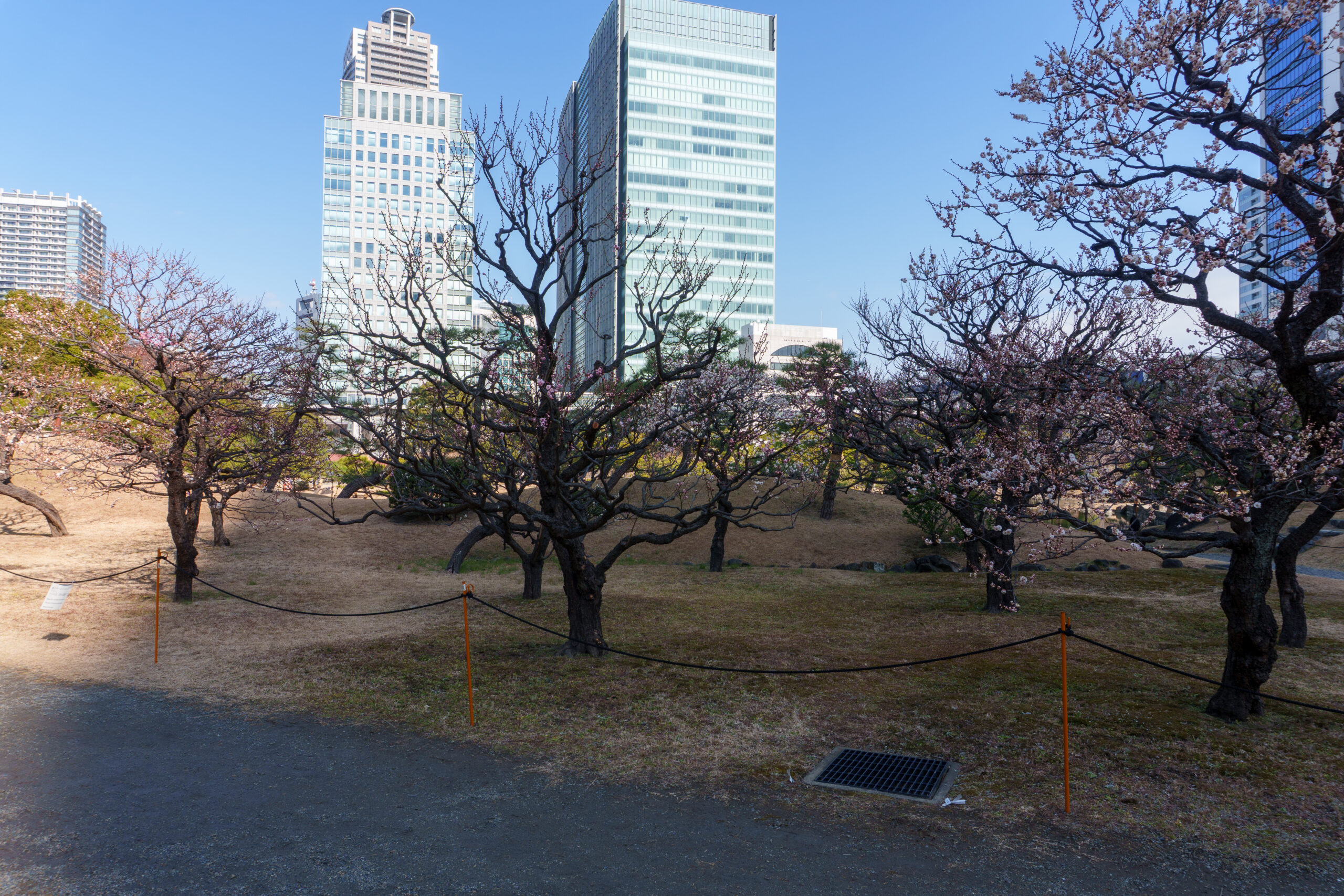 芝離宮の梅園