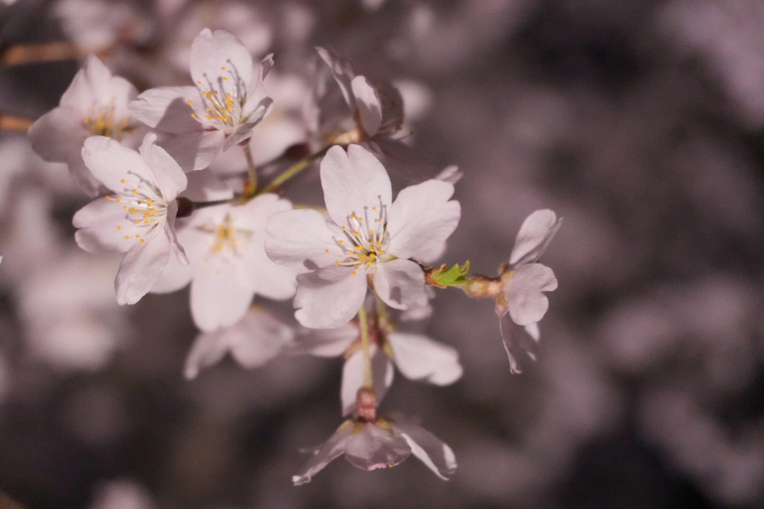 ライトアップされた桜の花びら