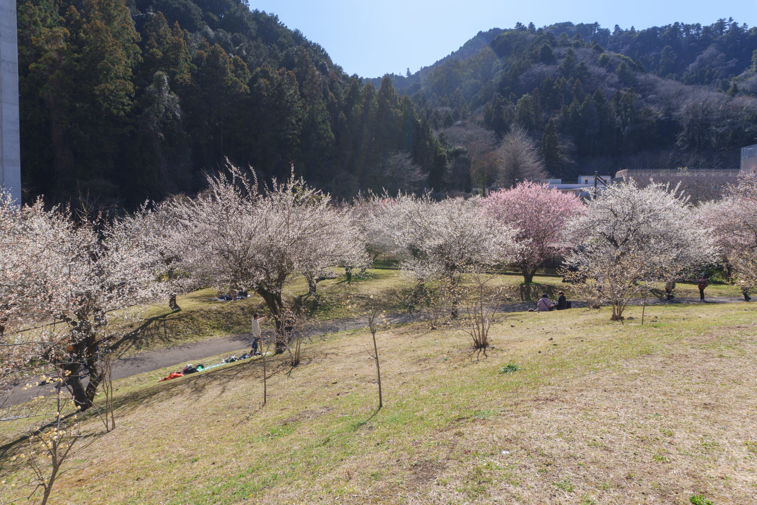高尾梅の郷まちの広場
