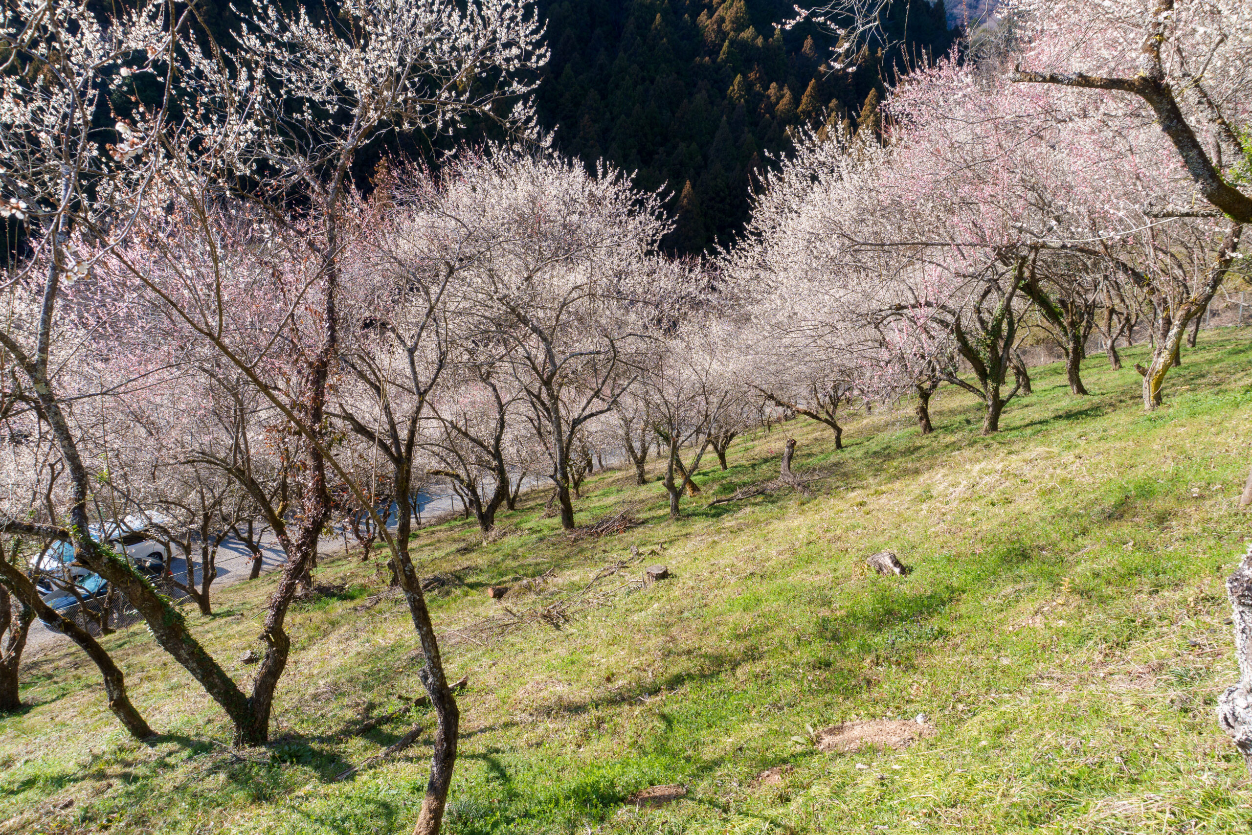 小山の斜面にも一面の梅の木