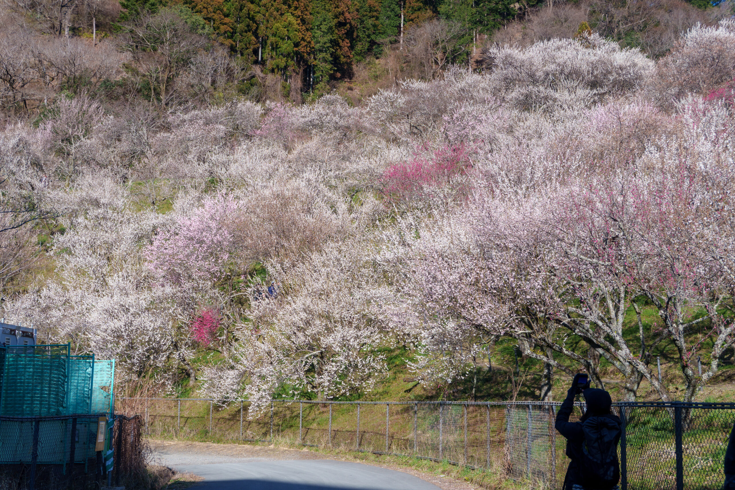 木下沢梅林